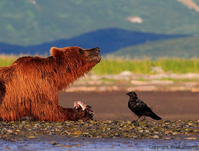 grizzly and raven, art, images, pictures, photos