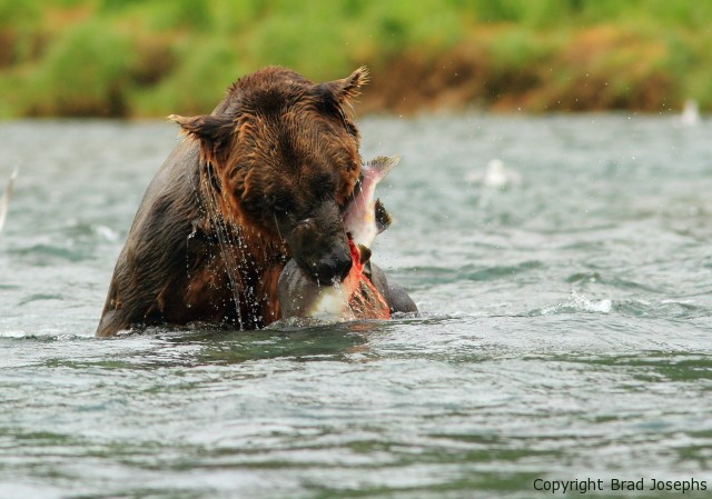 bear eating salmon, alaska, wild alaska salmon, brad josephs, valdez, kodiak