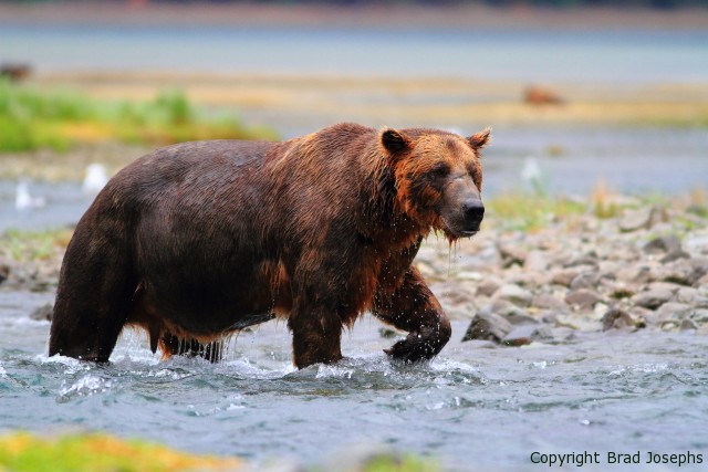 record grizzly, trophy brown bear, 10 foot grizzly