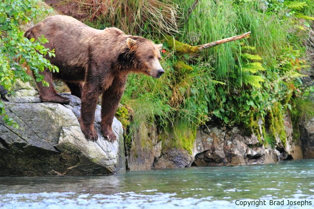 giant bear image