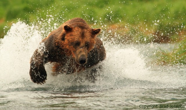 fishing grizzly image alaska, brad josephs