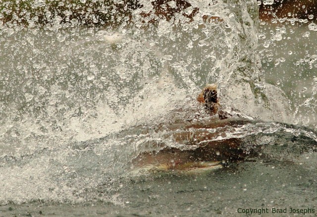 grizzly image underwater