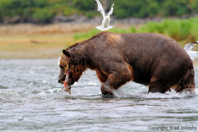 huge, enormous grizzly. alaska