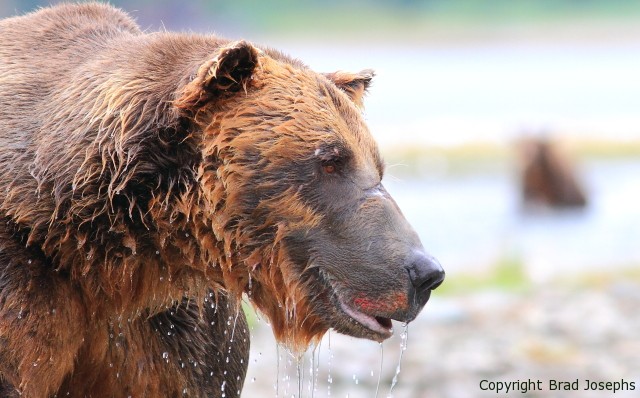 giant male grizzly