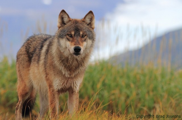 image, picture, photo of alaskan wolf, brad josephs