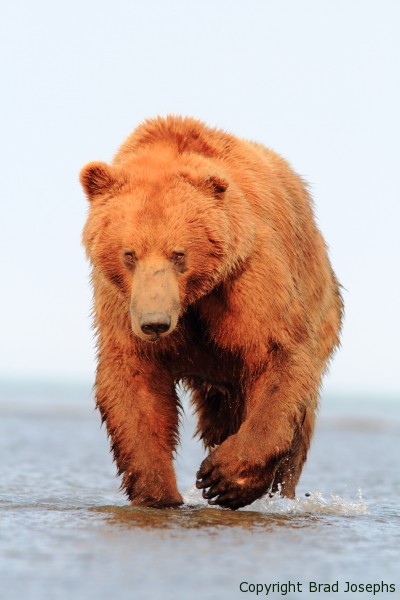 grizzly image, bear picture, image of alaska grizzly, brad josephs