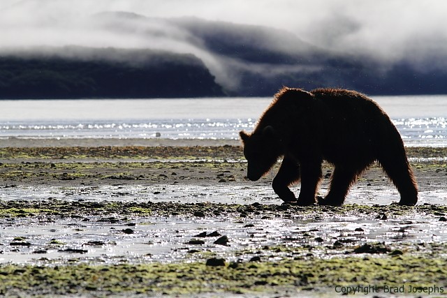 grizzly in backlight, grizzly image, bear picture, pictures of bears, images of bears, Brad josephs, natural habitat adventures, alaska