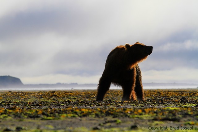 alaska grizzly bear, brad josephs,  bear viewing, Kodiak, katmai
