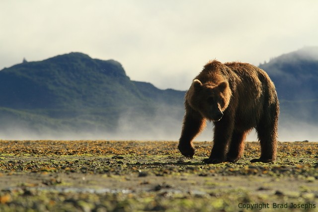 image of grizzly alaska