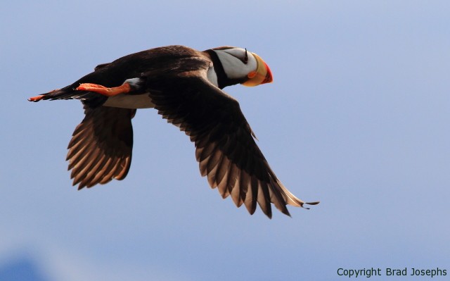 horned puffin in flight, puffin image