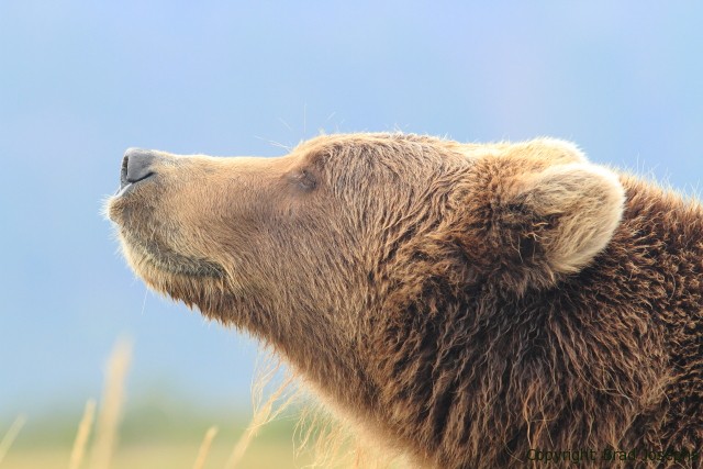 grizzly bear, alaska, picture, brad josephs, bbc