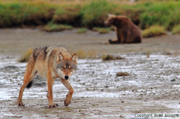 image of bear and wolf together, alaska, picture, photo, grizzly bear and wolf, brad josephs