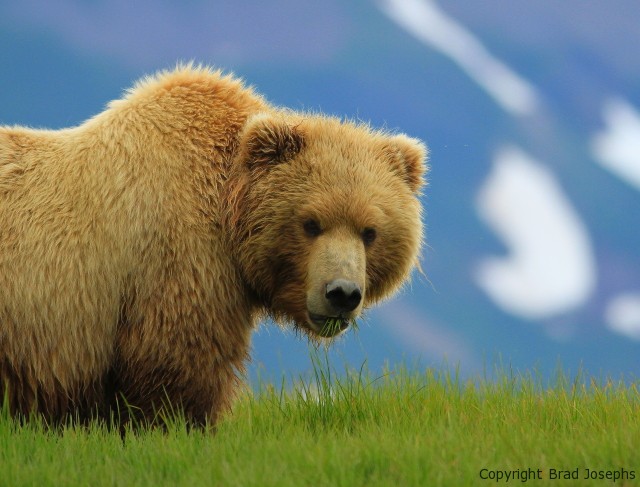 grizzly alaska