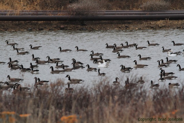 geese in churchill, canadian geese and snow geese, snow goose, churchill birding trips
