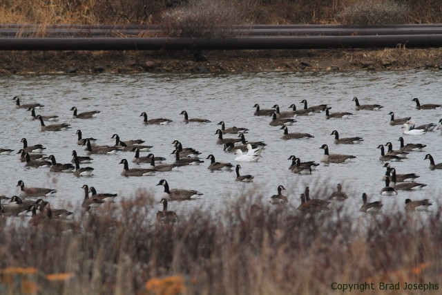 lesser canada geese, snow geese, blue geese, grain pond churchill geese in churchill, canadian geese and snow geese, snow goose, churchill birding trips