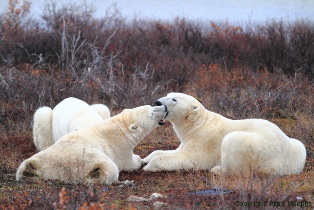 3 polar bears, arcitc canada