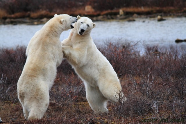 sparring polar bears, churchill manitoba canada brad josephs