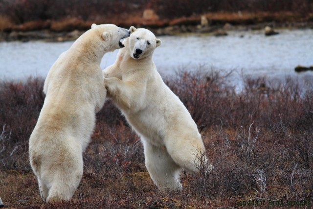 fighting polar bears sparring polar bears, churchill manitoba canada brad josephs