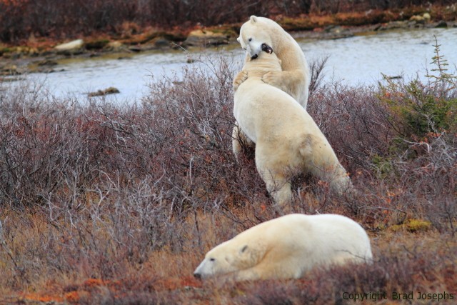 global warming, polar bears