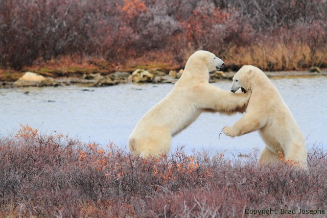wrestling polar bears, fighting polar bear fight, polar bears fighting, arctic images, brad josephs