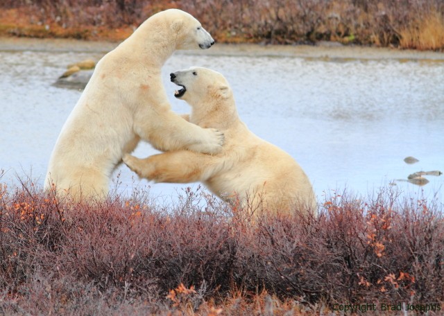 polar bear picture, arctic