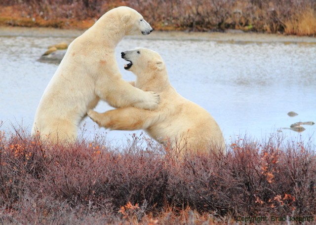 ice bear image polar bear picture, arctic