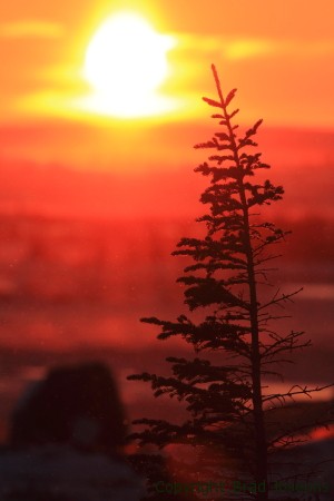 amazing arctic sunset image, picture, photo, brad josephs, churchill, manitoba