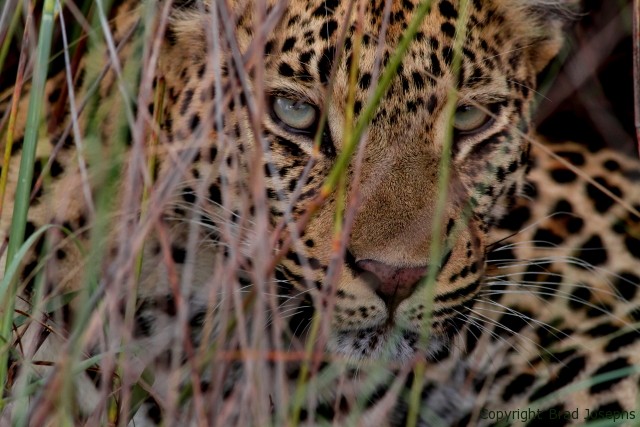 Handa Island, near Tubu Tree Camp.  botswana, leopard image, picture