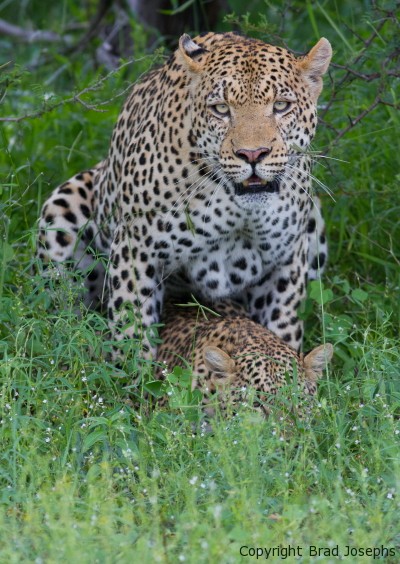 mating leopard, botswana