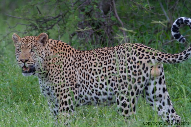 picture of wild african leopard, botswana, brad josephs