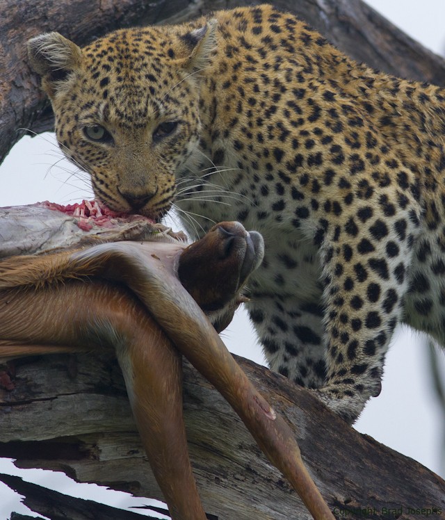 leopard on impala kill, brad josephs