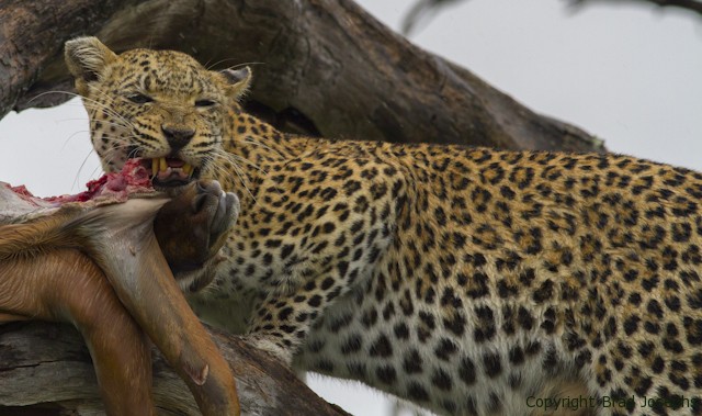 brad josephs, NHA, leopard image, botswana. picture of leopard, photo, picture