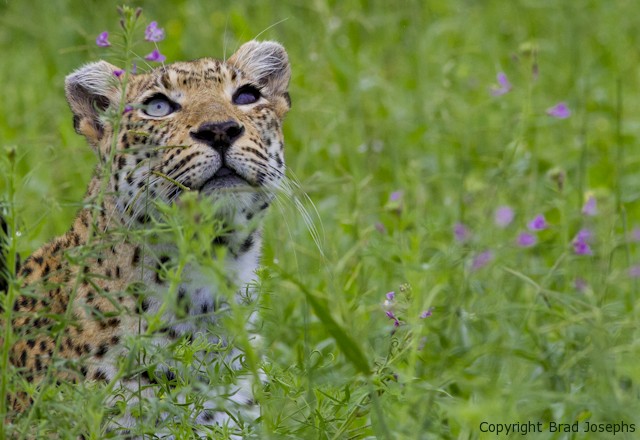 leopard in flowers, image, picture