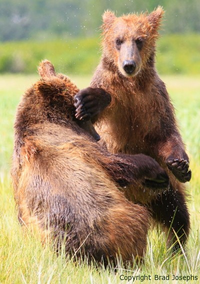 bear cubs play fighing, brad josephs