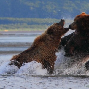 bear fight picture