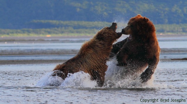 bear fight picture, 