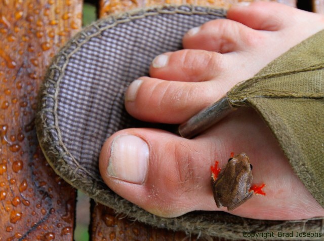 angola reed frog