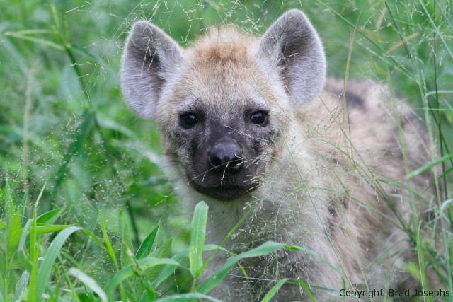 hyena puppy at den