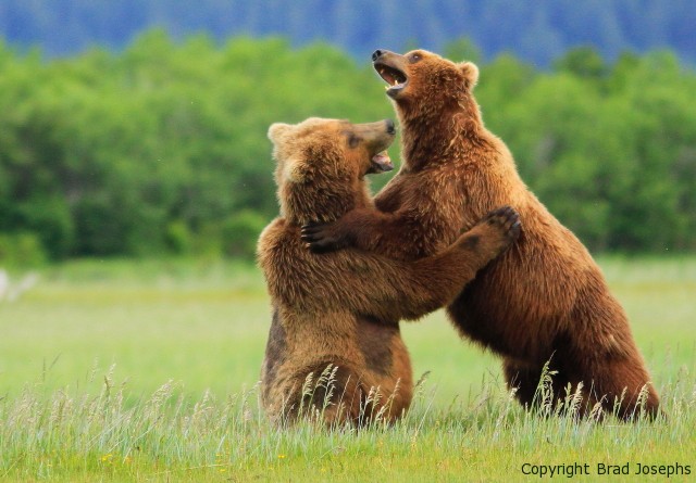 picture, photo of fighting bears