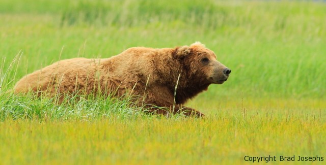pictures of giant brown bear, grizzly, alaska, brad josephs