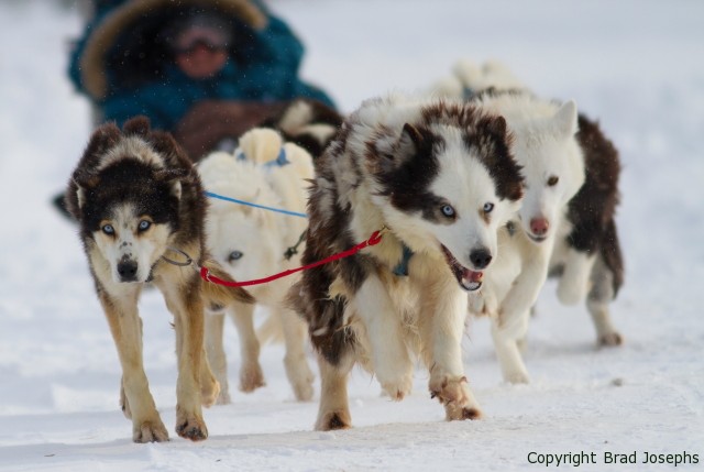 hudson bay quest sled dogs