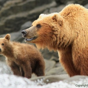 great bear stakeout, discovery channel