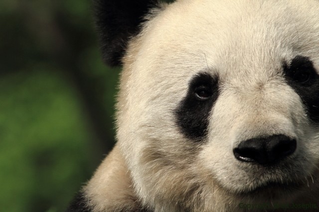 picture of panda, bifengxia