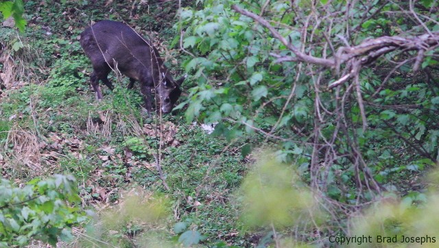 tufted deer image