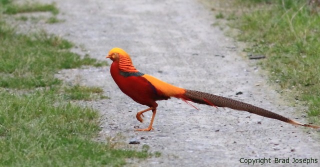picture of golden pheasant