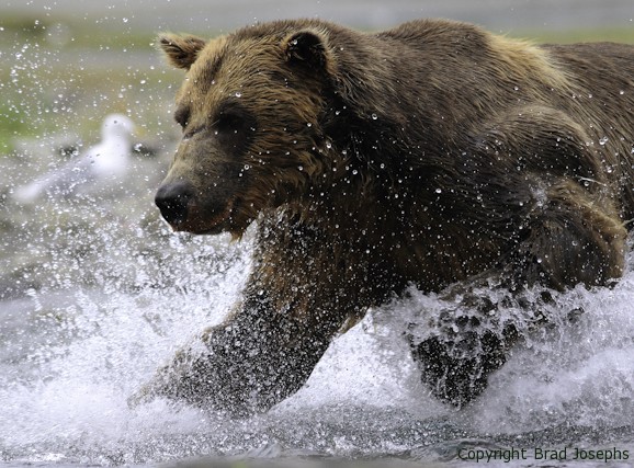 great bear stakeout, discovery, bbc, image, brad josephs