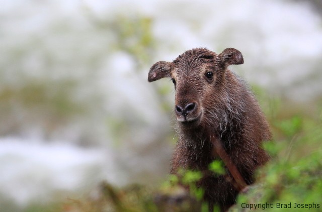 picture of takin calf, image, chinese wildlife, natural habitat adventures, brad josephs