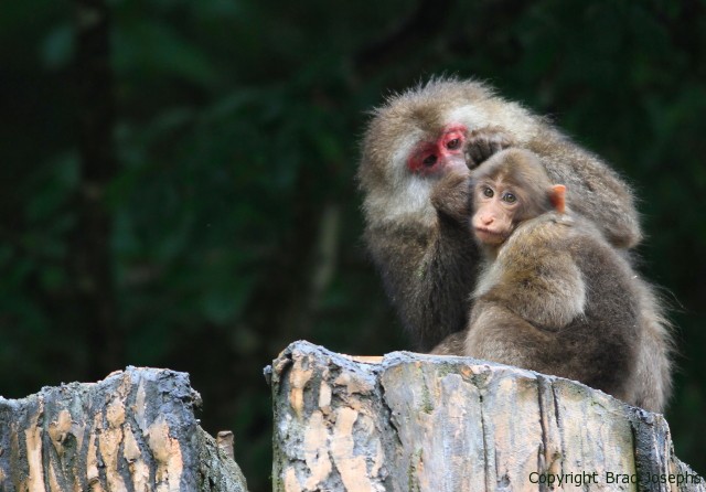 tibetan macaque