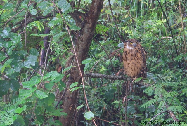tawny fishing owl image, china, picture of tawny fishing owl