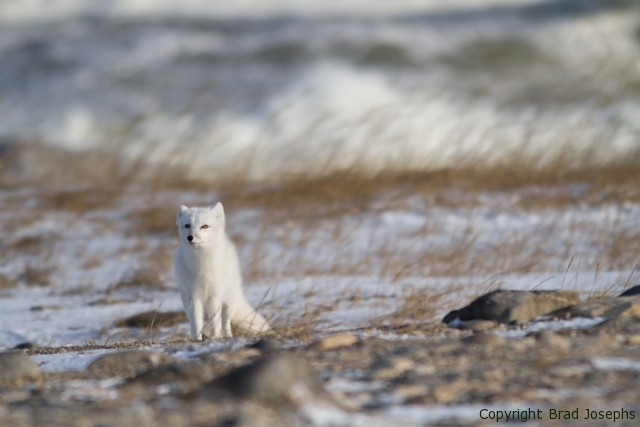 arctic fox churchill image, picture, photo, brad josephs